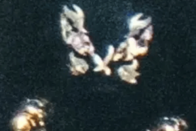 锋菲好甜！谢霆锋吉他图案被扒出是王菲的纹身