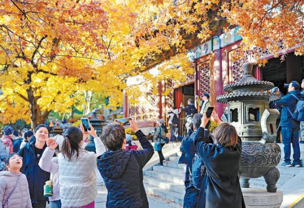 盛多网 潭柘寺千年银杏披金